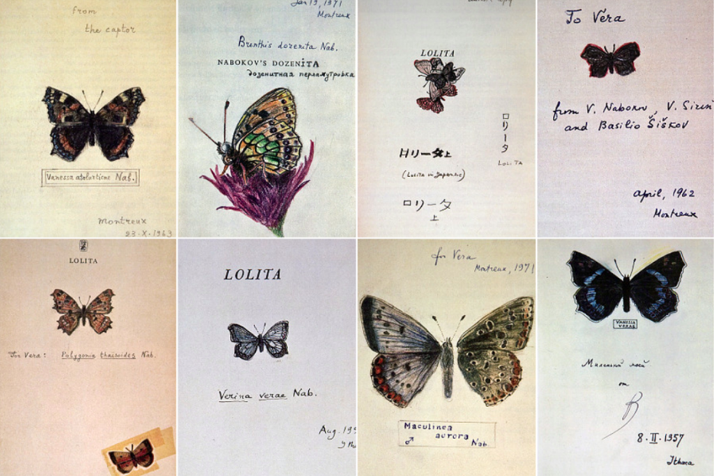 Papillons dessinés par Vladimir Nabokov